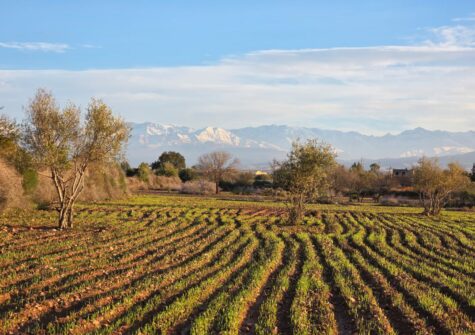 Terrain en cours de titre 1290m2 sans VNA pour PROJET VILLAS plain-pied à Tameslohte