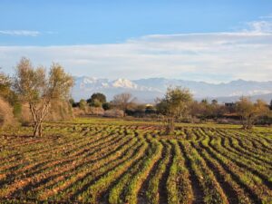 WhatsApp Image 2026-02-07 at 09.24.05