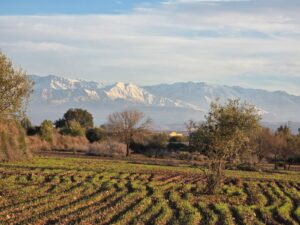 WhatsApp Image 2026-02-07 at 09.24.05(1)